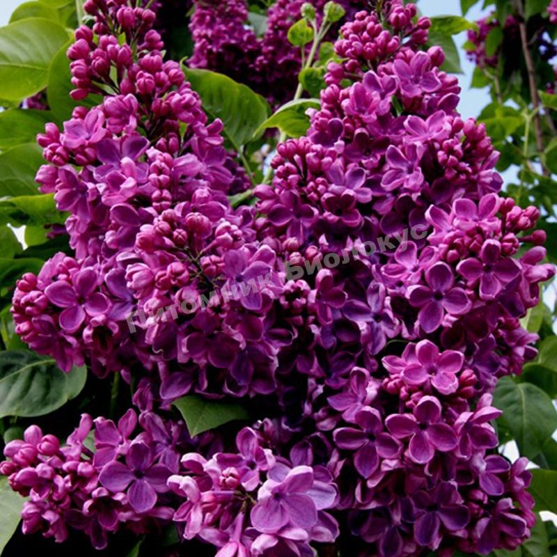 Сирень обыкновенная Массена