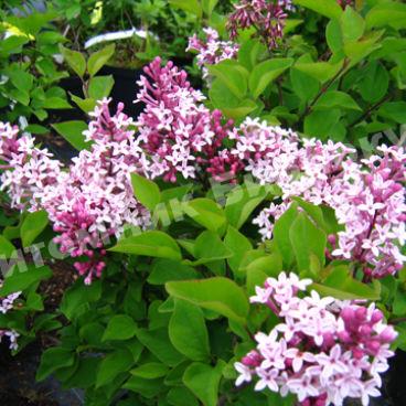 Сирень мелколистная Суперба