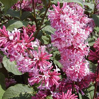 Сирень Престон Мисс Канада