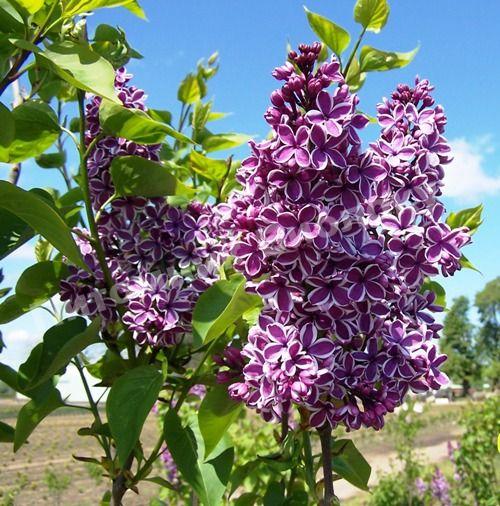 Сирень обыкновенная Сенсация