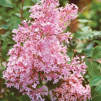 Сирень Блумеранг Пинк Парфюм