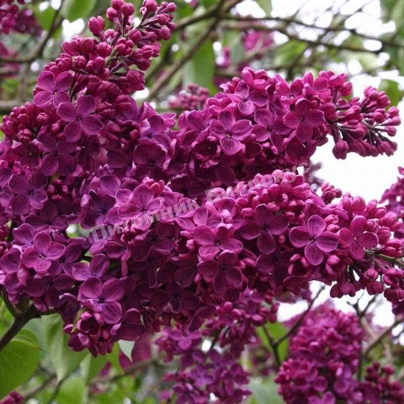 Сирень обыкновенная Людвиг Шпет