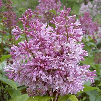 Сирень обыкновенная Мулатка