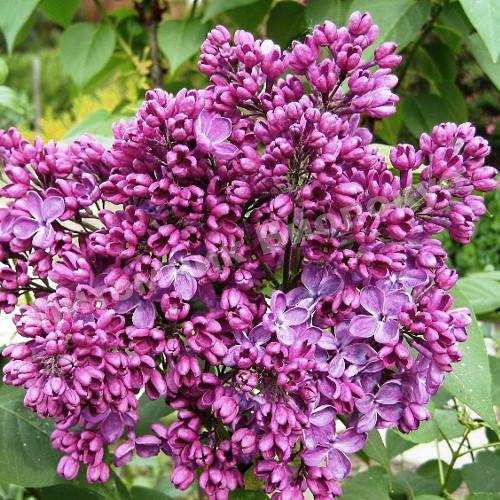 Сирень обыкновенная Конго