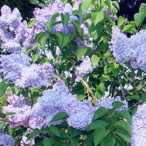 Сирень обыкновенная голубая