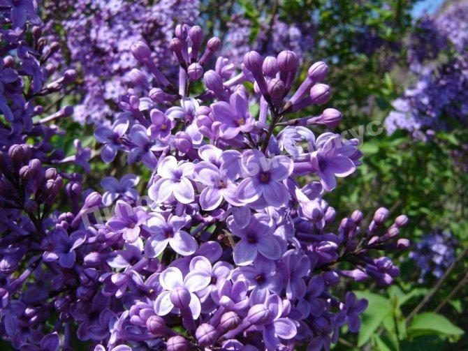 Сирень обыкновенная Аделаида Данбар