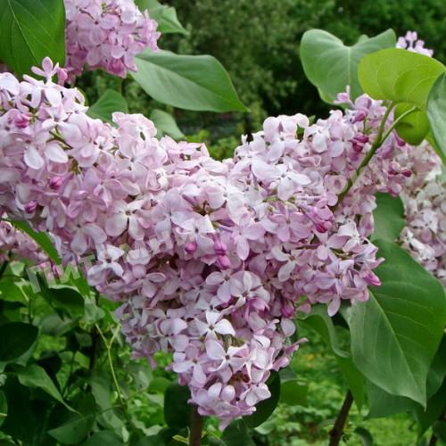 Сирень обыкновенная Гортензия
