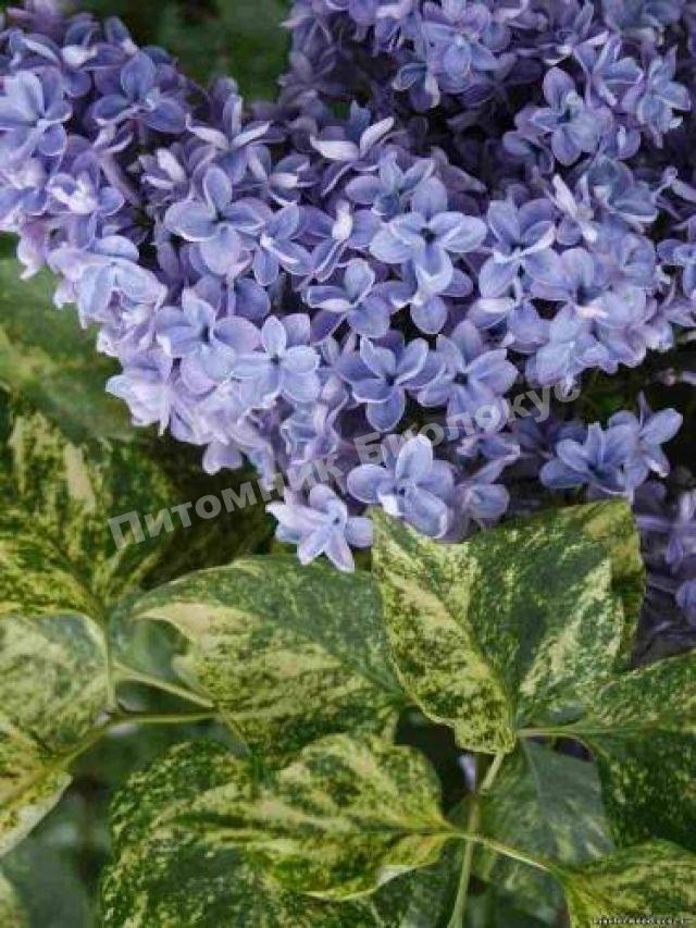 Сирень обыкновенная Аукубифолия