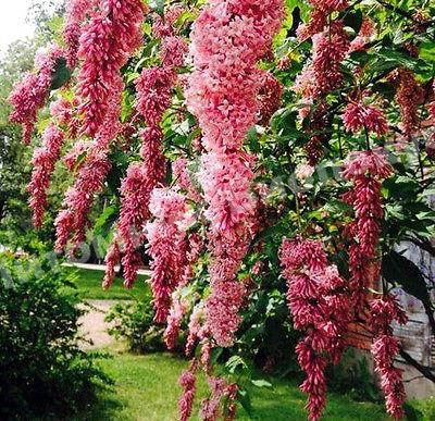 Сирень Комарова