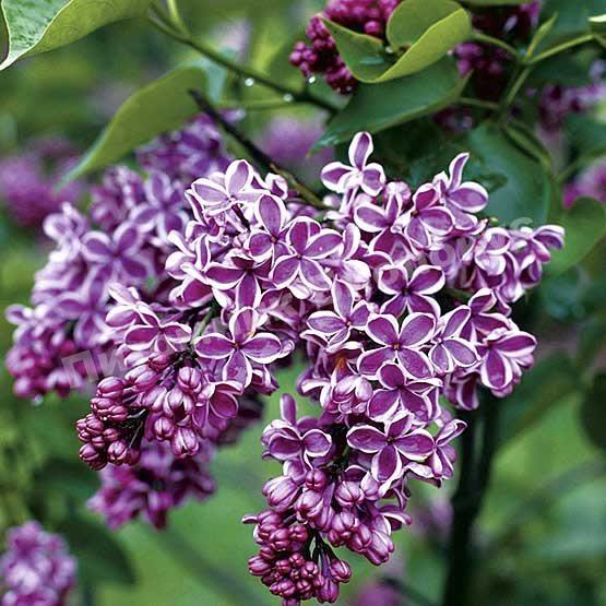 Сирень волосистая Ауреа