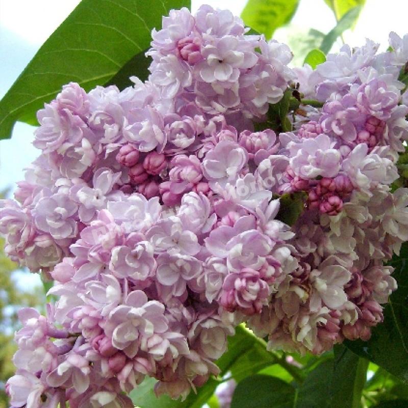 Сирень обыкновенная Бель Дэненси