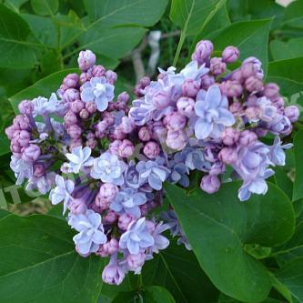 Сирень обыкновенная Виктор Лемуан