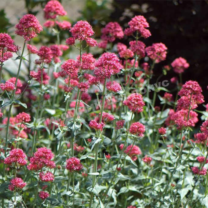 Сирень валериана красная