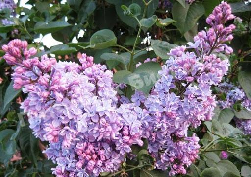 Сирень обыкновенная Русская песня