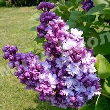 Сирень Тарас Бульба