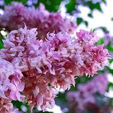 Сирень Олимпиада Колесникова