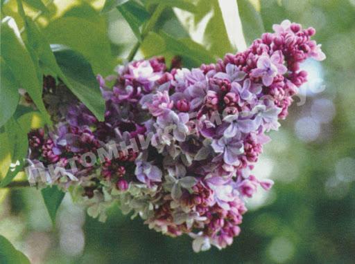 Сирень Анри Робер