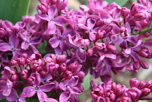 Сирень Найт