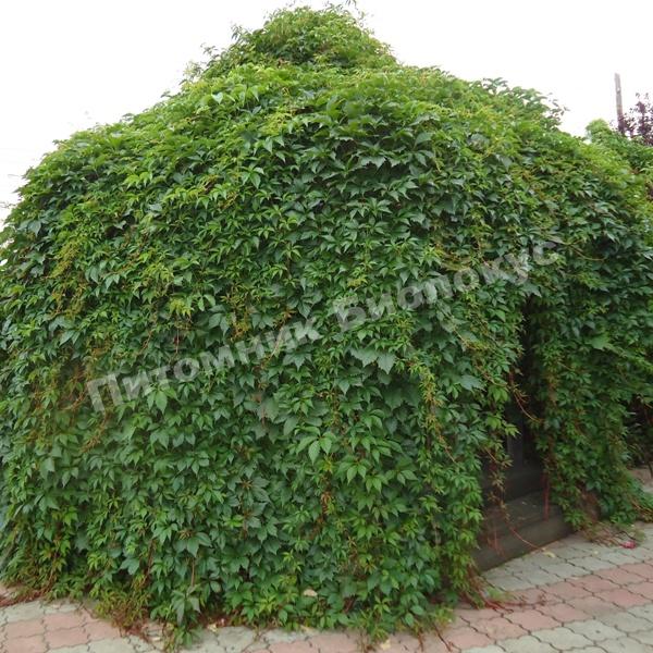 Девичий виноград пятилисточковый