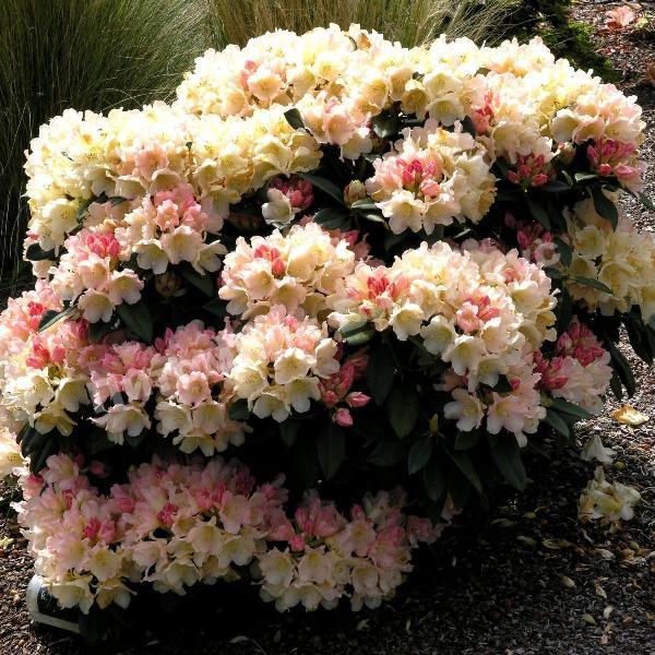 Рододендрон якушиманский Голден Точ