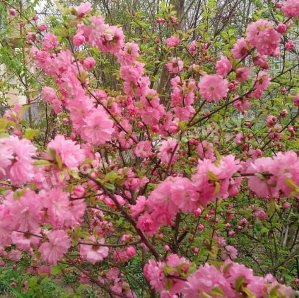 Миндаль декоративный Розовый фламинго