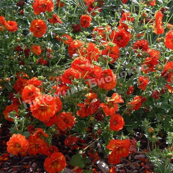 Лапчатка гибридная Вильям Роллиссон