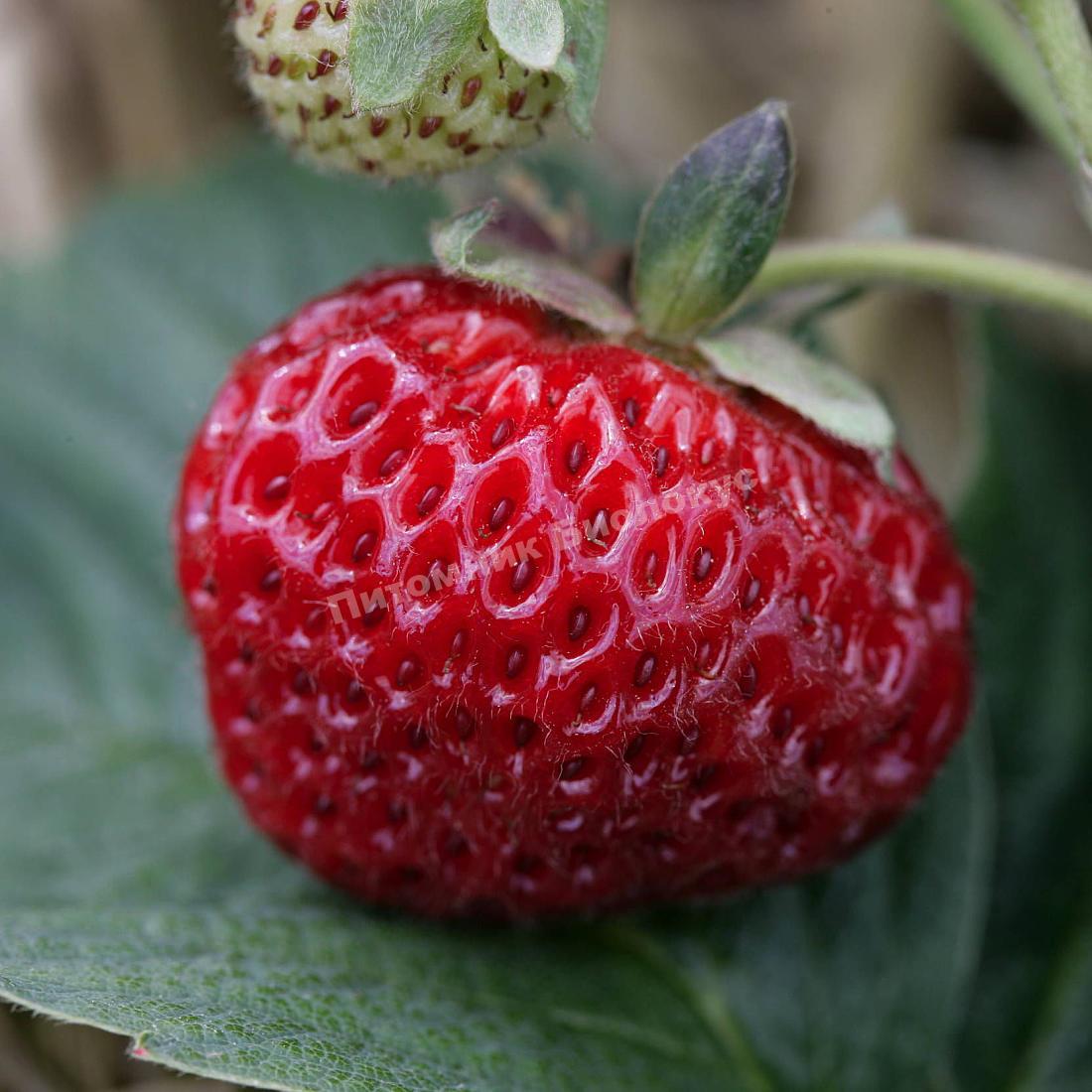 Клубника Мице Шиндлер