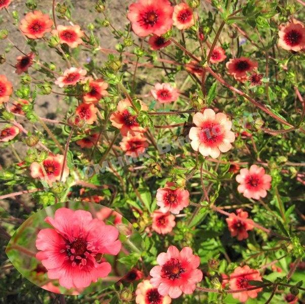 Лапчатка непальская Мисс Вильмот