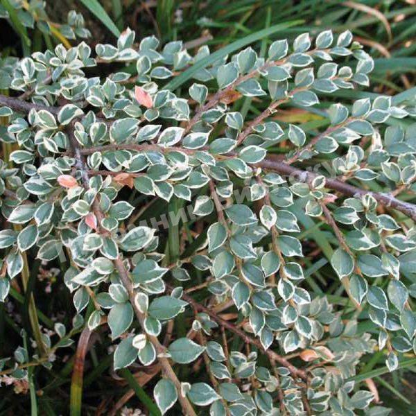 Кизильник атропурпуреа Вариегатус