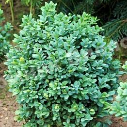 Самшит вечнозеленый Блауэр Гейнц