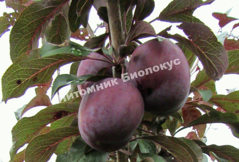 Алыча Черноплодная ранняя