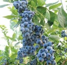 Голубика Крупноплодная