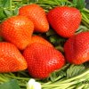 Клубника Мурано — фото сорта