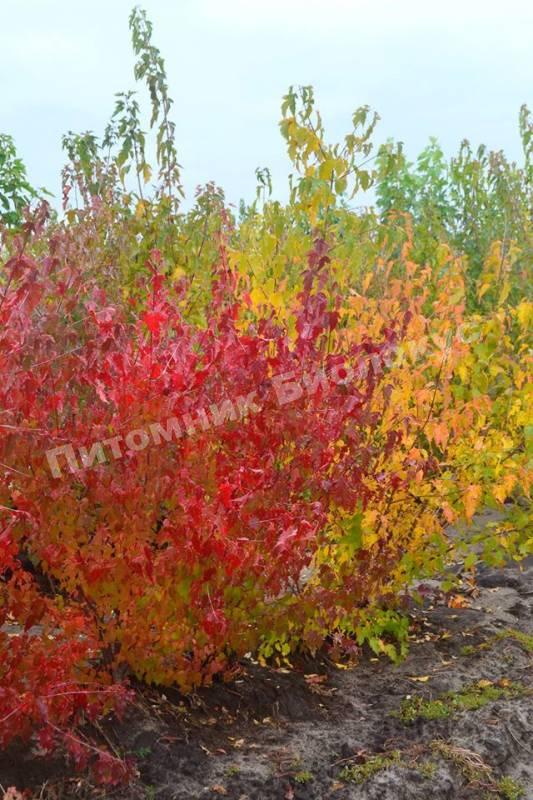 Клен Гиннала