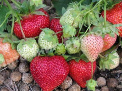 Клубника Лорд