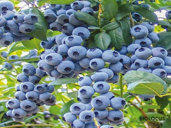 Голубика Дрейпер — фото сорта