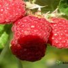 Малина Шапка Мономаха — фото сорта