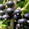 Смородина чёрная Экзотика — фото сорта