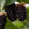 Ежевика Карака Блэк — фото сорта