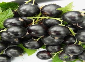 Смородина чёрная Зелёная дымка