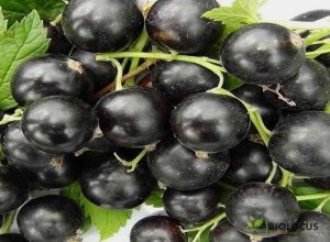 Смородина чёрная Добрыня