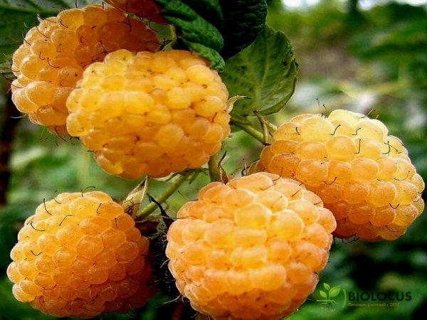 Малина Жёлтый гигант — фото сорта