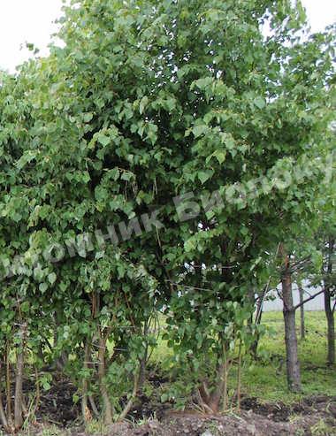 Липа кустовая