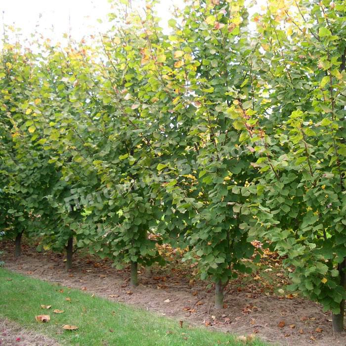 Липа мелколистная