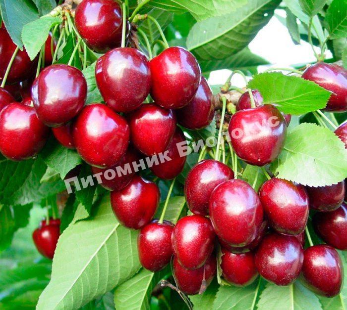 Черешня Сюрприз