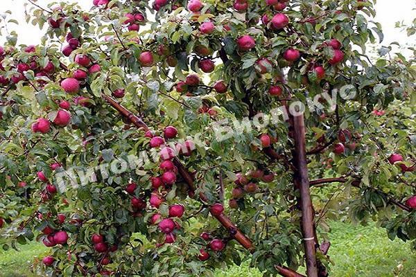 Яблоня вишневое