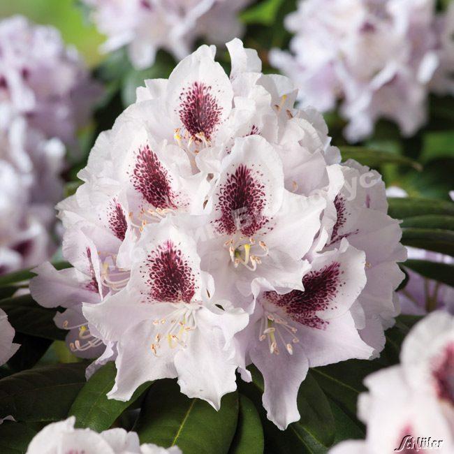 Рододендрон гибридный Кальсап