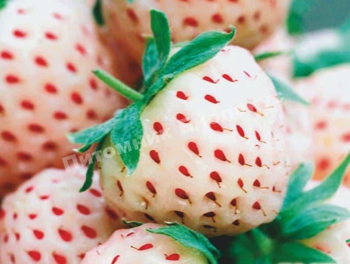 Клубника Пайнберри