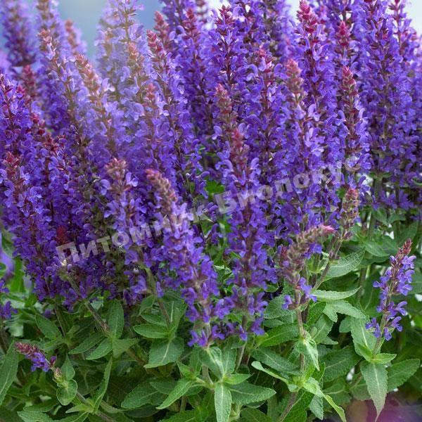 Шалфей Сенсейшн Медиум Дип Блю