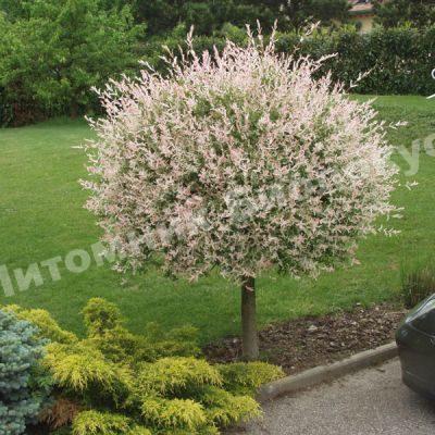 Ива цельнолистная Хакуро-Нишики